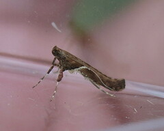 Caloptilia semifascia