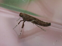 Caloptilia semifascia