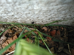 Araneae