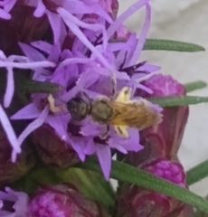 Lasioglossum