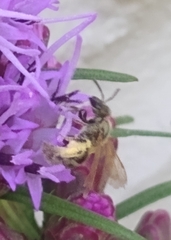 Lasioglossum