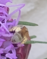 Lasioglossum