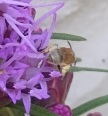Lasioglossum