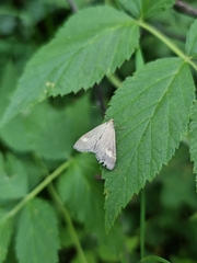 Udea alpinalis