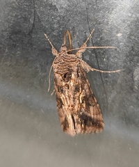 Autographa gamma