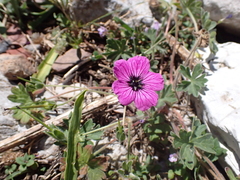 Geranium subcaulescens