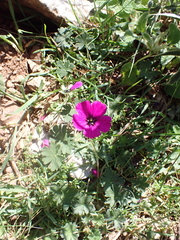 Geranium subcaulescens