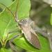Giant Leaf-footed Bug - Photo (c) Sharpj99, some rights reserved (CC BY-NC-SA)