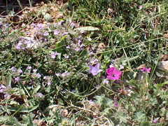 Geranium subcaulescens
