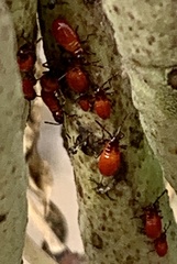 Oncopeltus fasciatus