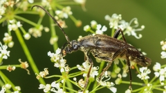 Pedostrangalia pubescens