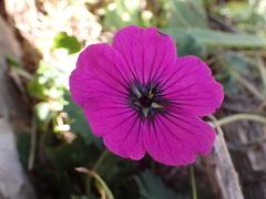 Geranium subcaulescens