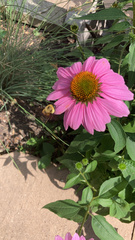 Bombus griseocollis