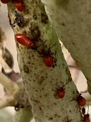 Oncopeltus fasciatus