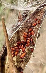 Oncopeltus fasciatus