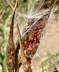Oncopeltus fasciatus