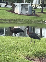 Plegadis falcinellus