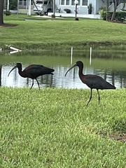 Plegadis falcinellus