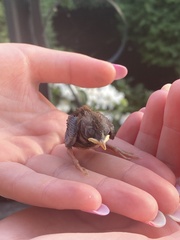 Troglodytes troglodytes