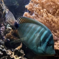 Zebrasoma