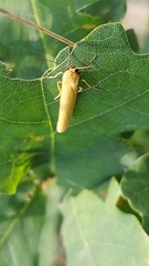 Eilema lutarella