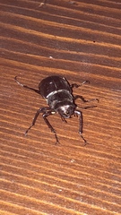 Lucanus cervus turcicus