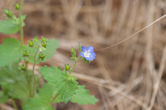 Phacelia viscida