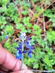 Salvia oblongifolia