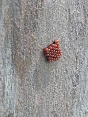 Stenomacra marginella