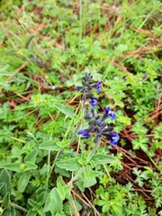 Salvia oblongifolia