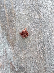 Stenomacra marginella