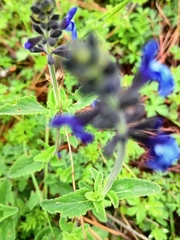 Salvia oblongifolia
