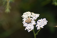 Pyrausta aerealis