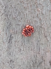 Stenomacra marginella