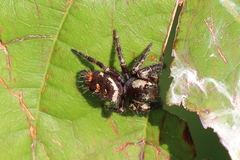 Phidippus otiosus