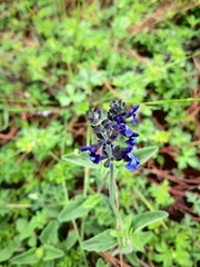 Salvia oblongifolia