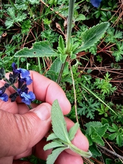 Salvia oblongifolia