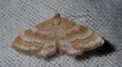 Idaea circuitaria