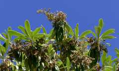 Tarchonanthus trilobus