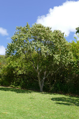 Tarchonanthus trilobus