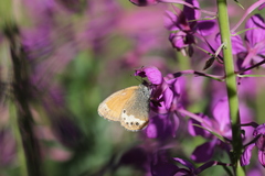 Coenonympha macromma