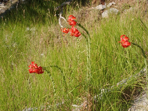 scarlet Martagon lily (Lilium chalcedonicum)