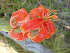 Lilium chalcedonicum
