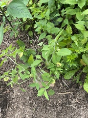 Physalis virginiana