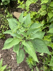 Physalis virginiana