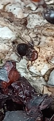 Crematogaster scutellaris