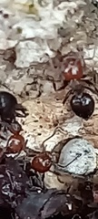 Crematogaster scutellaris