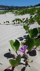 Ipomoea pes-caprae brasiliensis