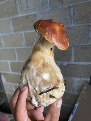 Boletus rubriceps