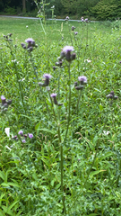 Cirsium arvense
